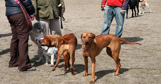 Grupo de perros y personas en el parque