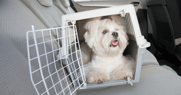 viaje en coche perro