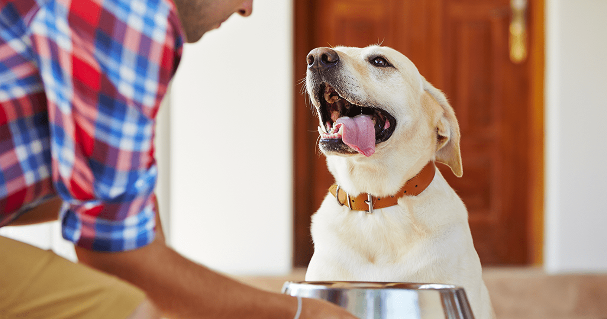 sentido del gusto en perros 3