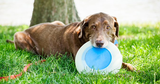 Perro marrón com um frisbee