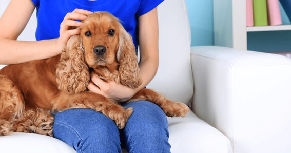 Cocker Spaniel