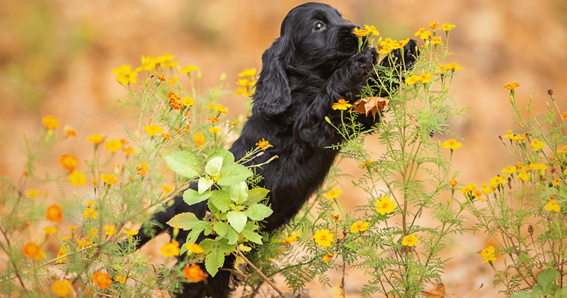 Cocker Spaniel 2