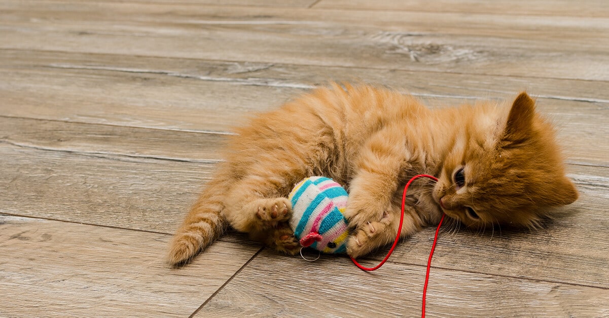Kitten playing with ball toy
