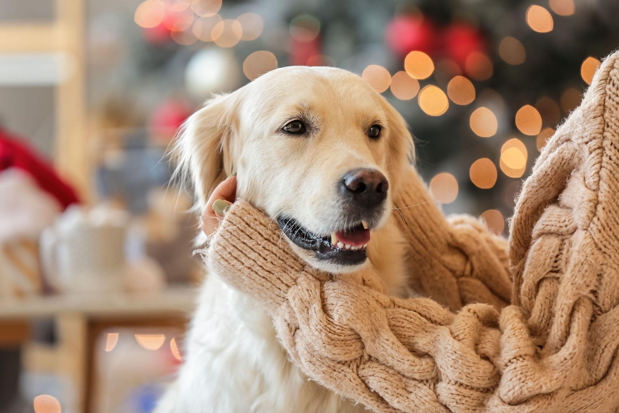 Labrador con un essere umano davanti a un albero di Natale.