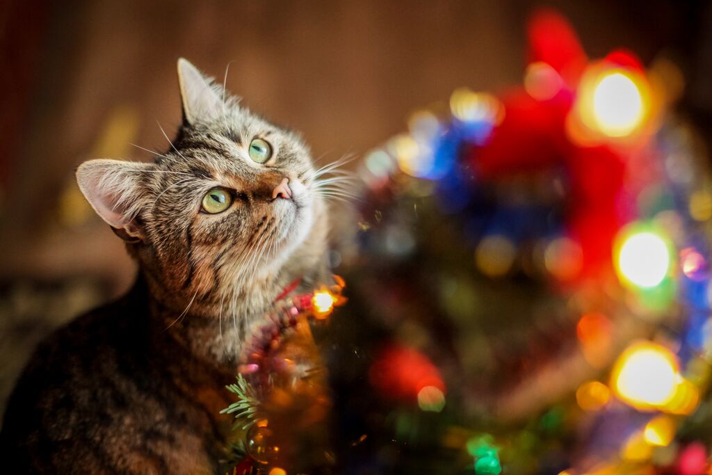 Katze & Weihnachtsbaum
