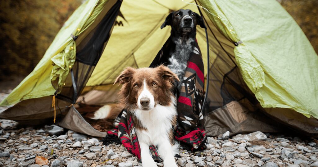 Mit zwei Hunden beim Campen