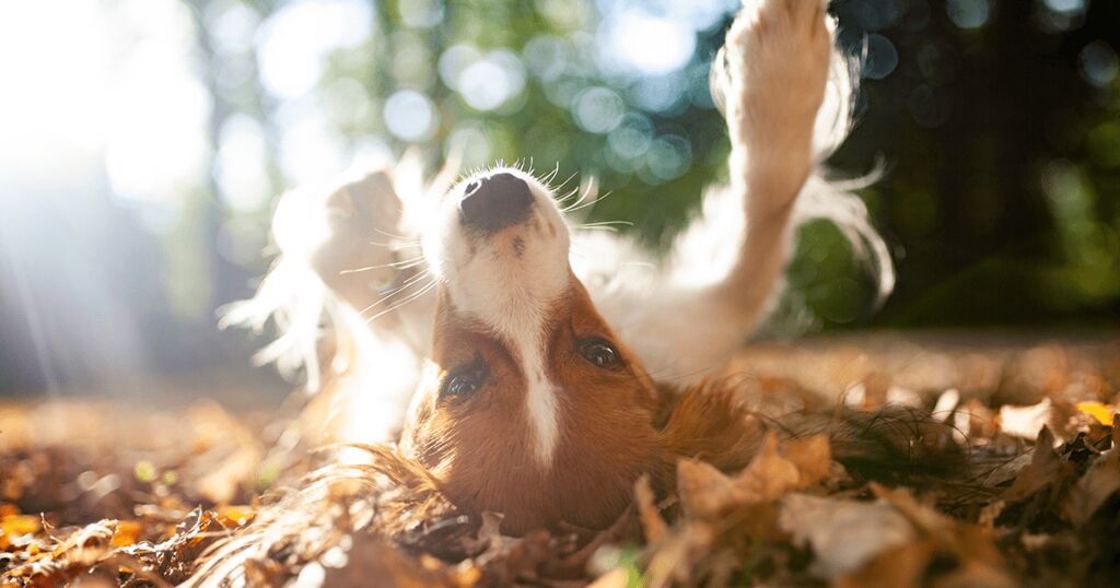 Hund wälzt sich in Herbstlaub