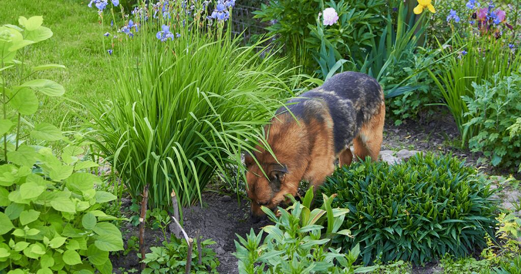 Welche Pflanzen sind giftig für Hunde?