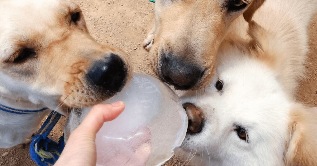 Hunde sind interessiert an Eiswürfel