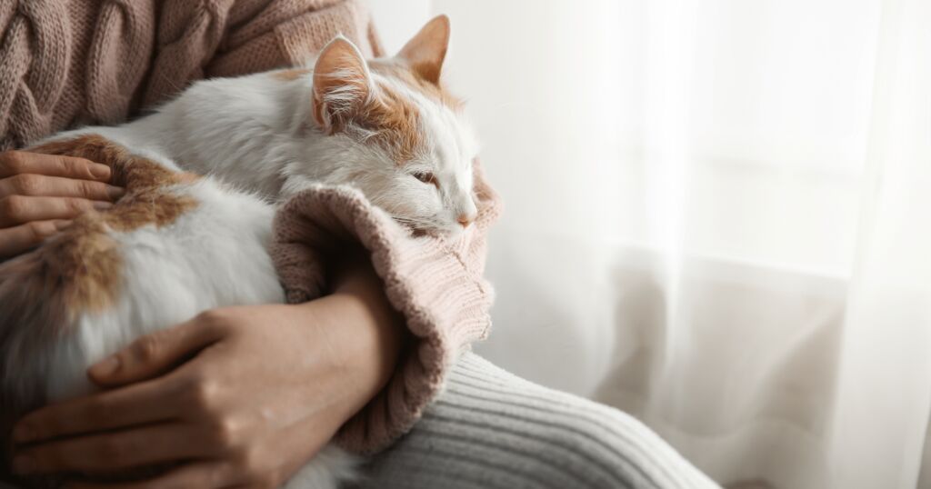 Mensch hat Katze auf dem Arm