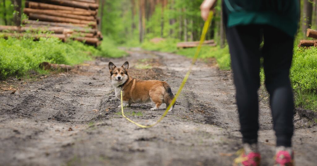 Hund an Leine im Wald