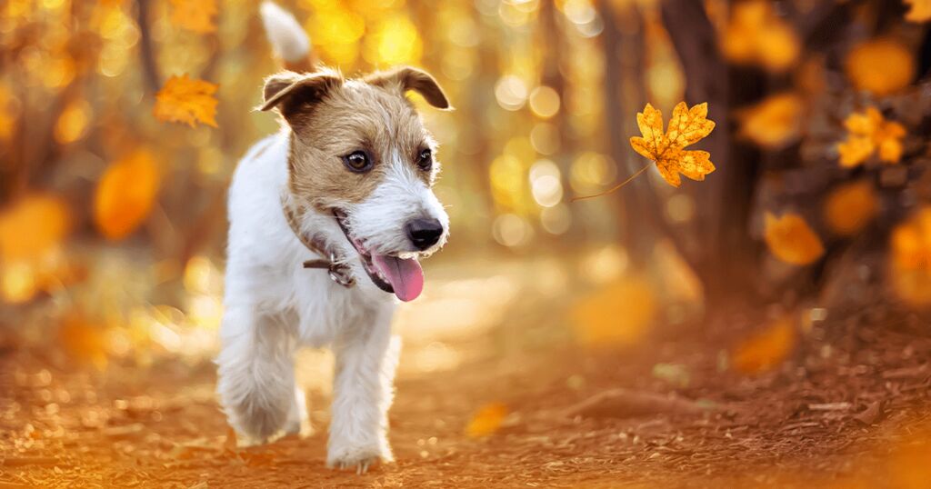 Tipps für die Herbstpflege deines Hundes!