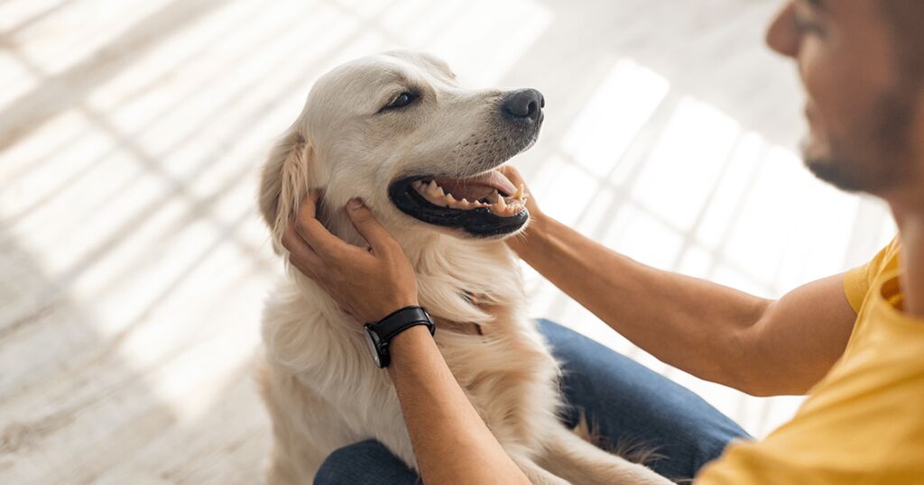 Hund entspannt durch Pheromon-Halsband