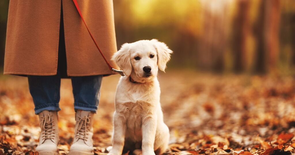 Hundespaziergang im Herbst