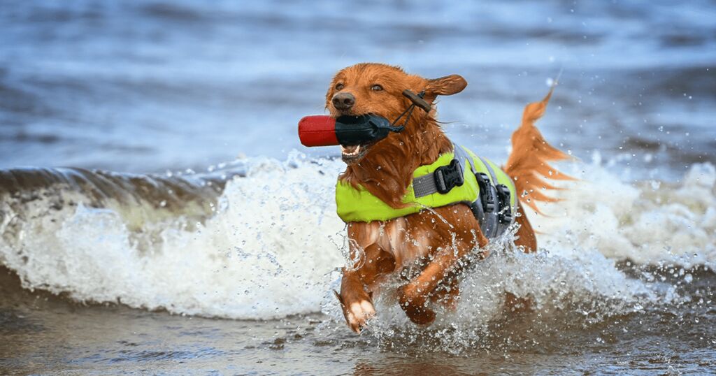 Hund in der Sommerhitze im Wasser abkühlen lassen