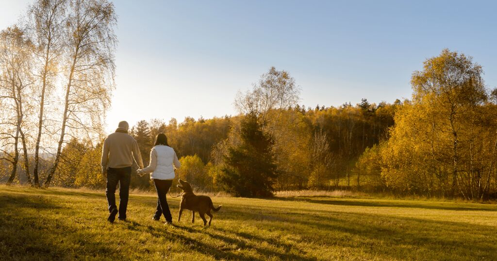 Sicher und glücklich durch den Herbst: Tipps für deinen Hund