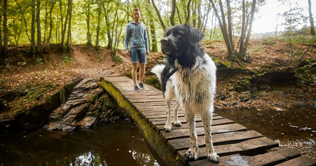 Wie funktioniert der Tastsinn Einers Hundes?