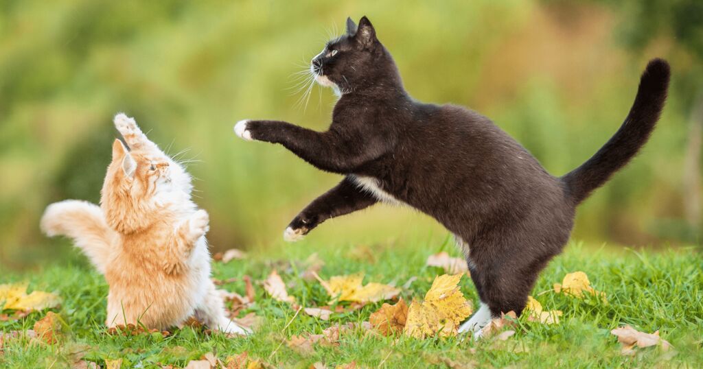 Katzen kämpfen