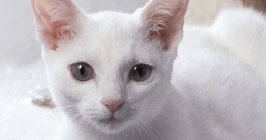 Russisch Weiß Katzen