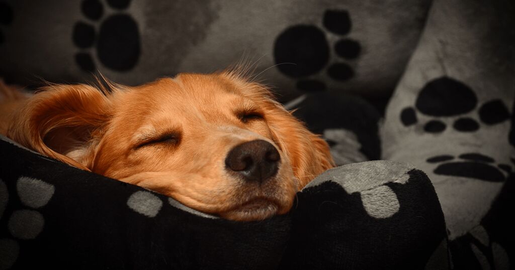 Entspannter Hund schläft in Bett