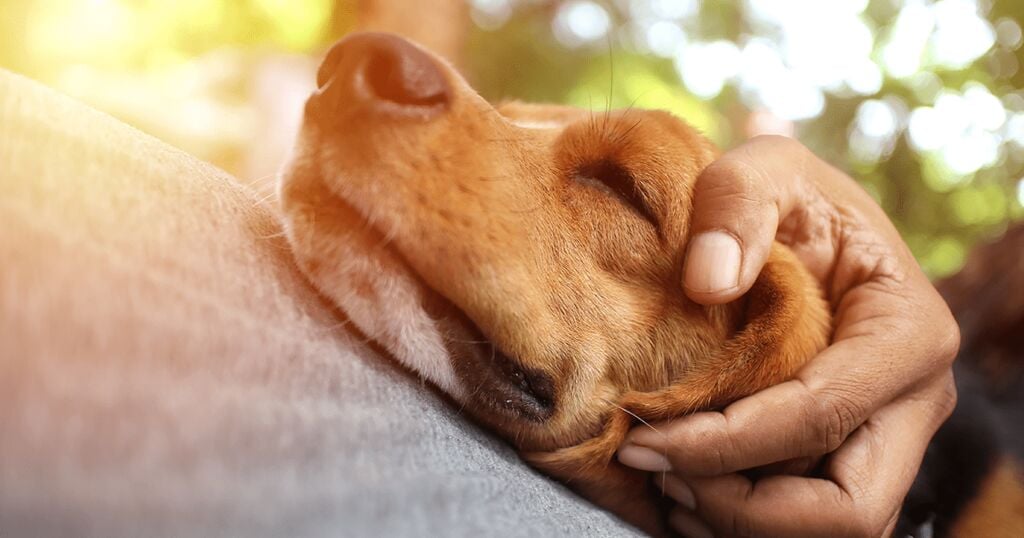 Ängste bei Hunden - 4 Dinge, die jeder Hundehalter wissen sollte