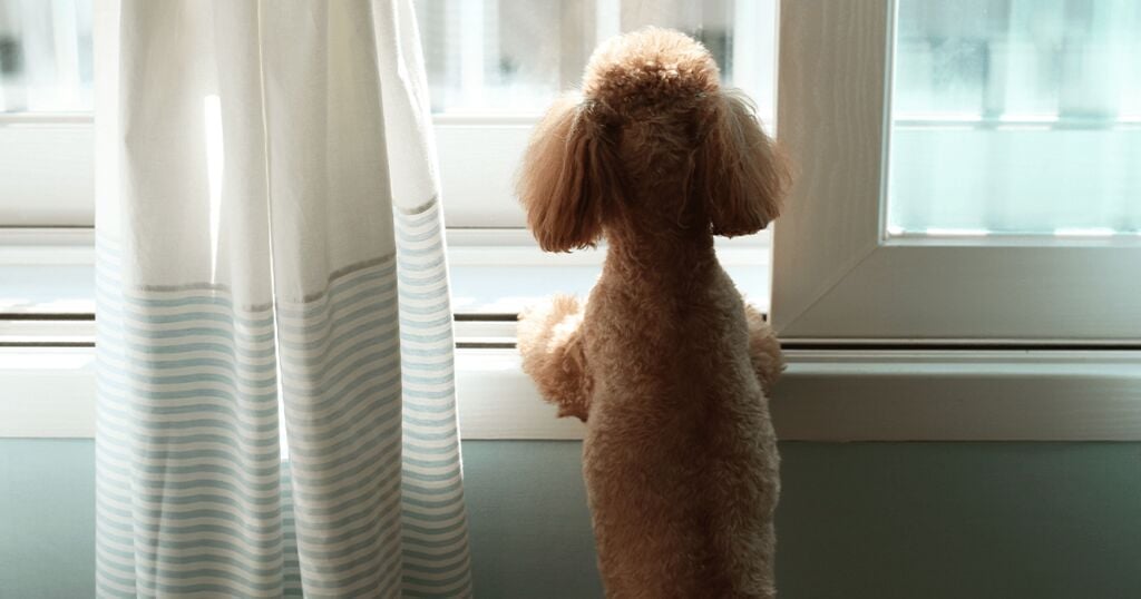 Hund guckt aus dem Fenster