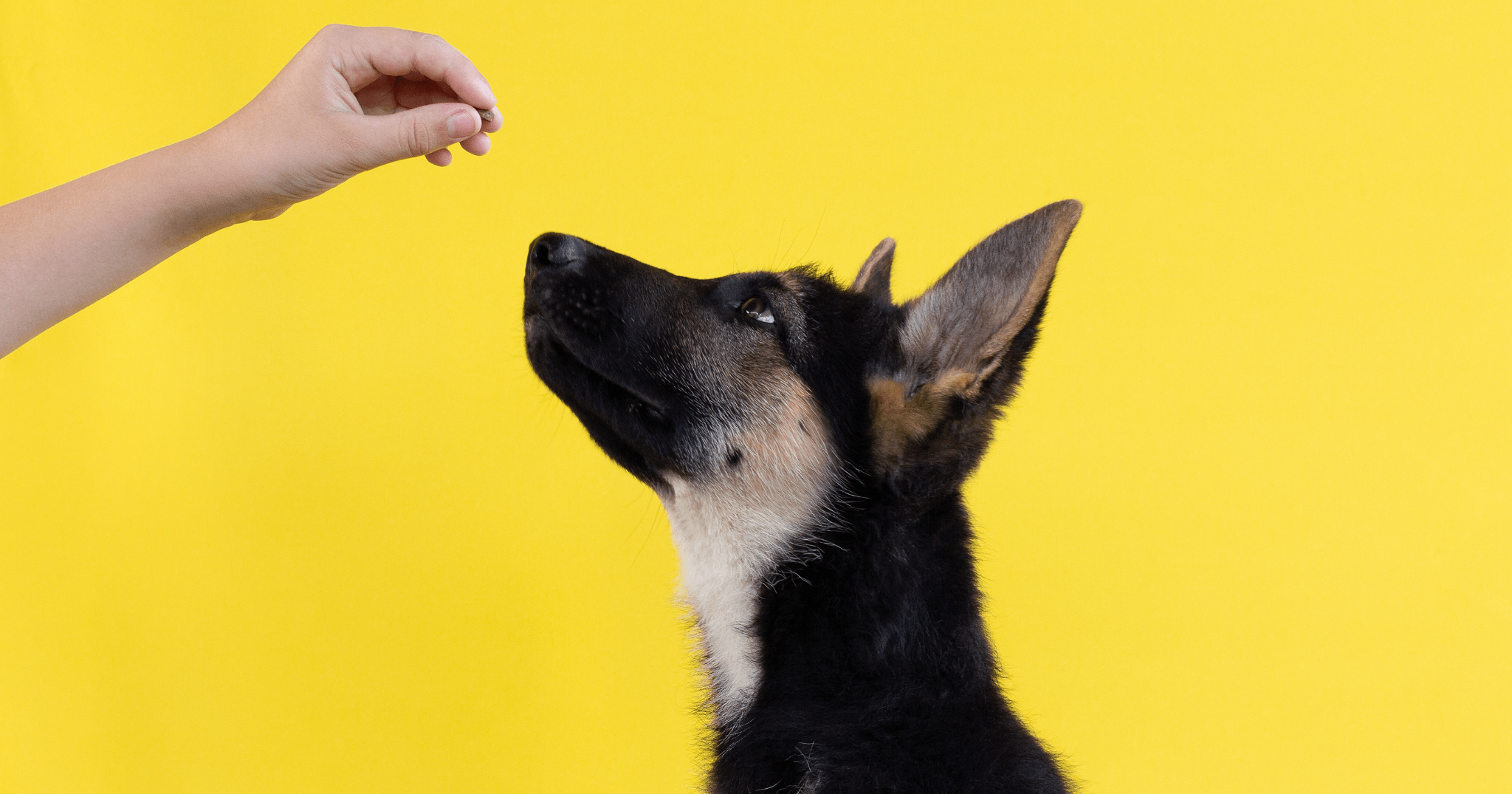 Motivi per cui i cani annusano le orecchie