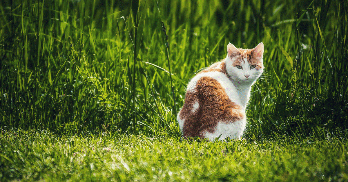 Perché ai gatti piace l’erba