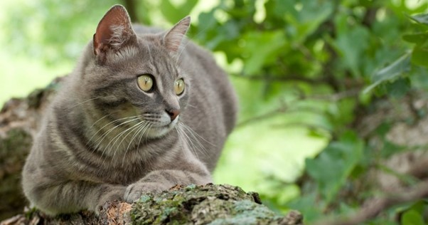 Perché i gatti si arrampicano sugli alberi
