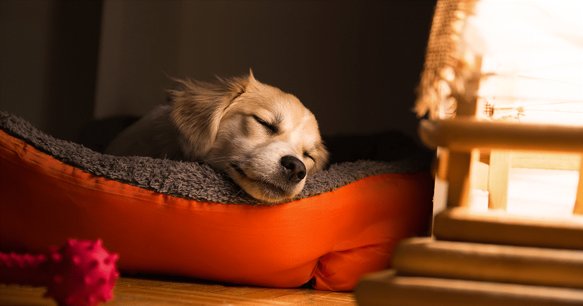 Perché il cane è ansioso di notte