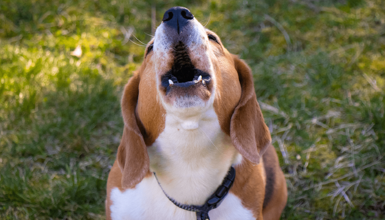 Perché il cane abbaia e ringhia agli estranei