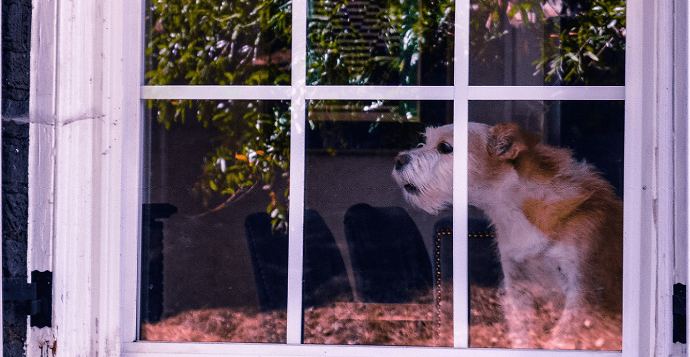 Perché il cane abbaia e ringhia