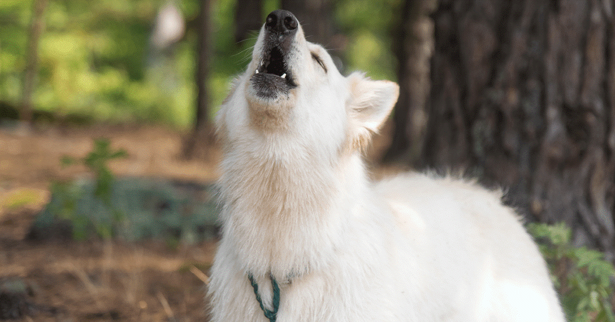 Perché il cane ulula quando rimane da solo