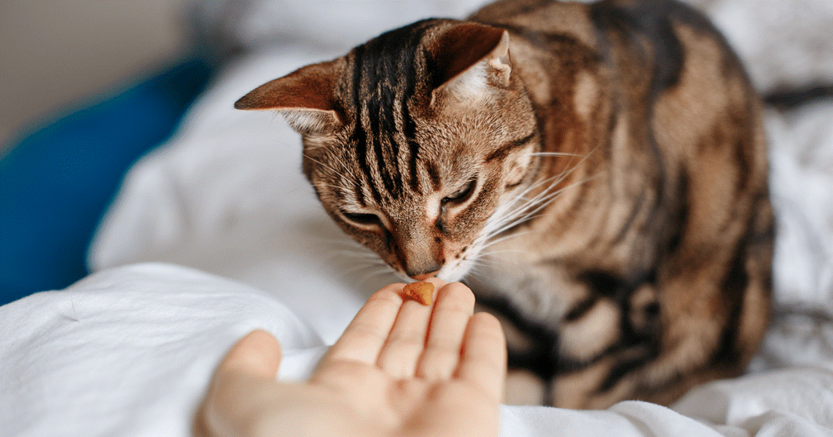Perché il gatto rifiuta il cibo