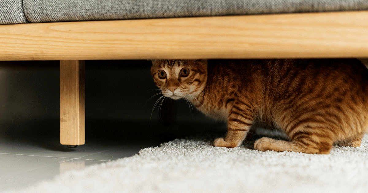 Piccolo gatto marrone e rosso nascosto sotto un divano