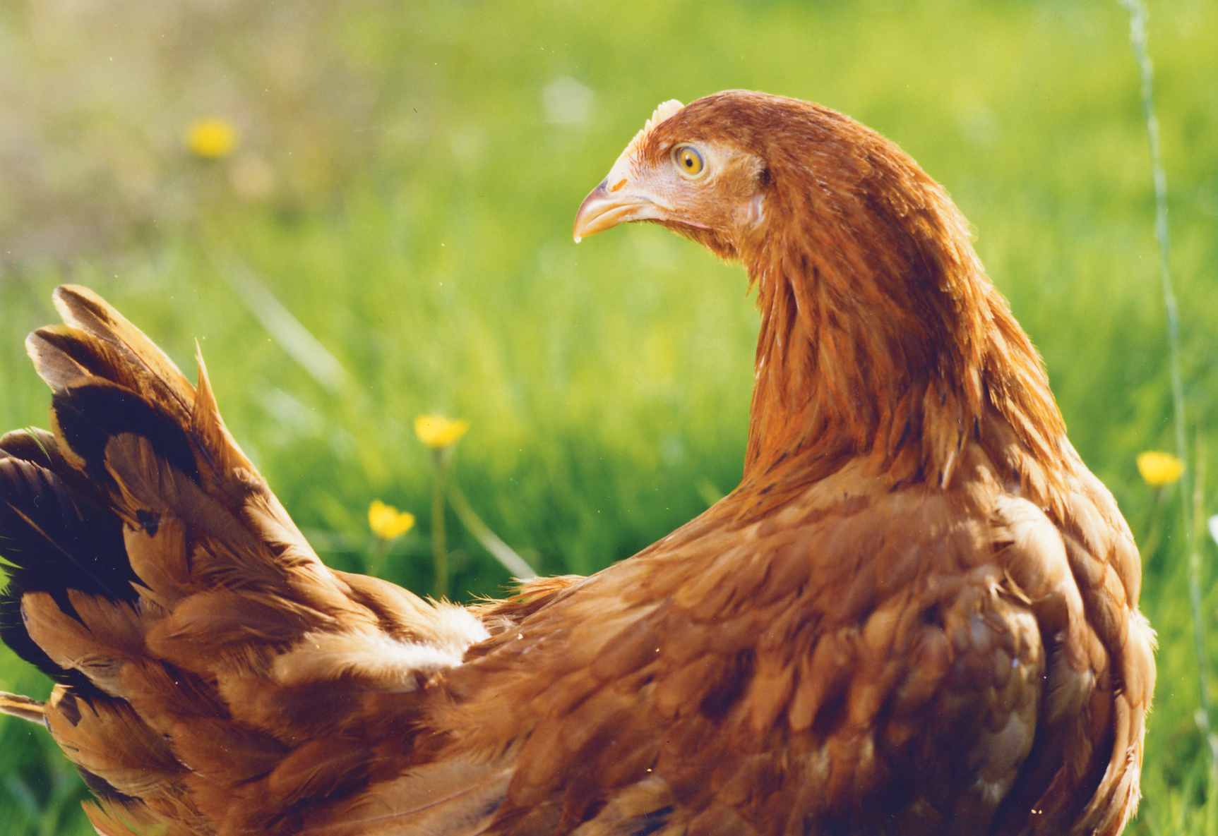 Poultry_Chicken_007