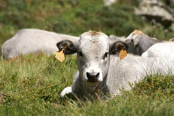 Scours in calves