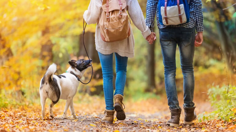 Spaziergang mit Hund im Wald im Herbst