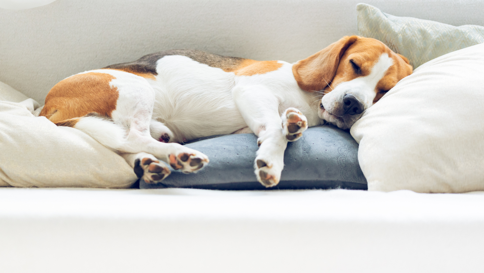 dog asleep in bed