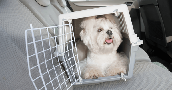 Viaggiare con il cane in auto