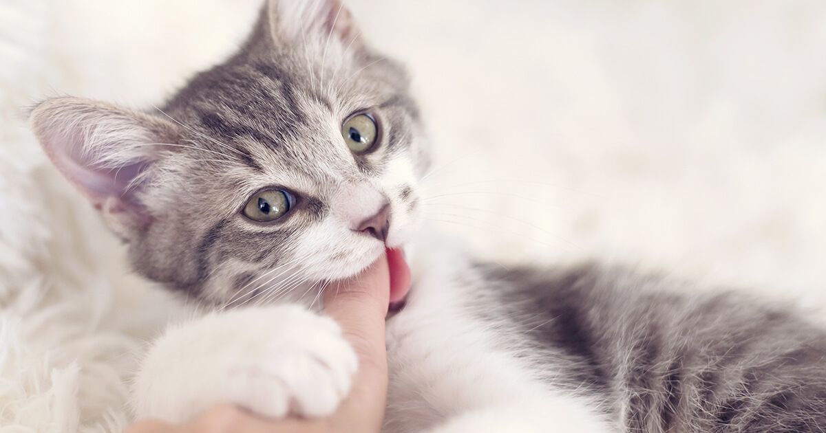 Ways to stop a kitten from biting and scratching