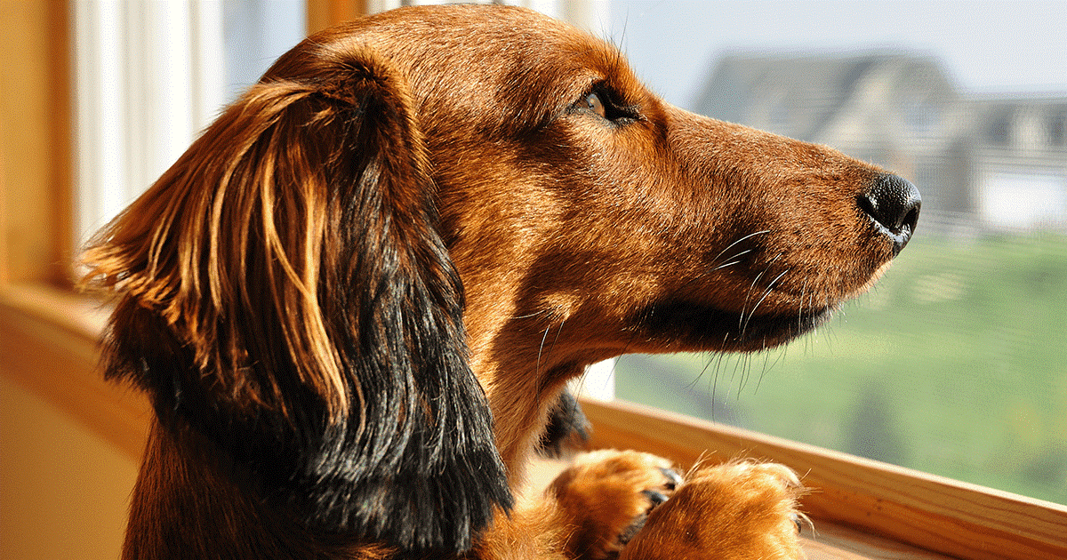 abituare il cane a stare da solo gradualmente