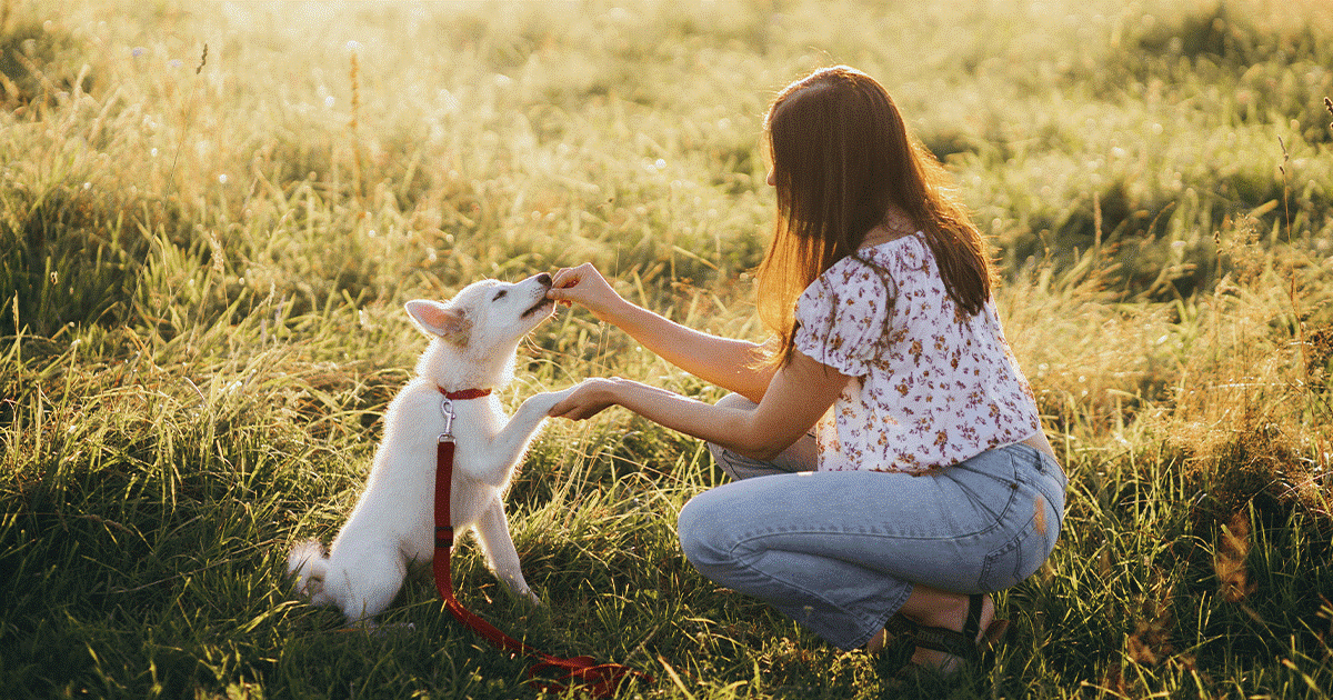 abitudini alimentari del cane