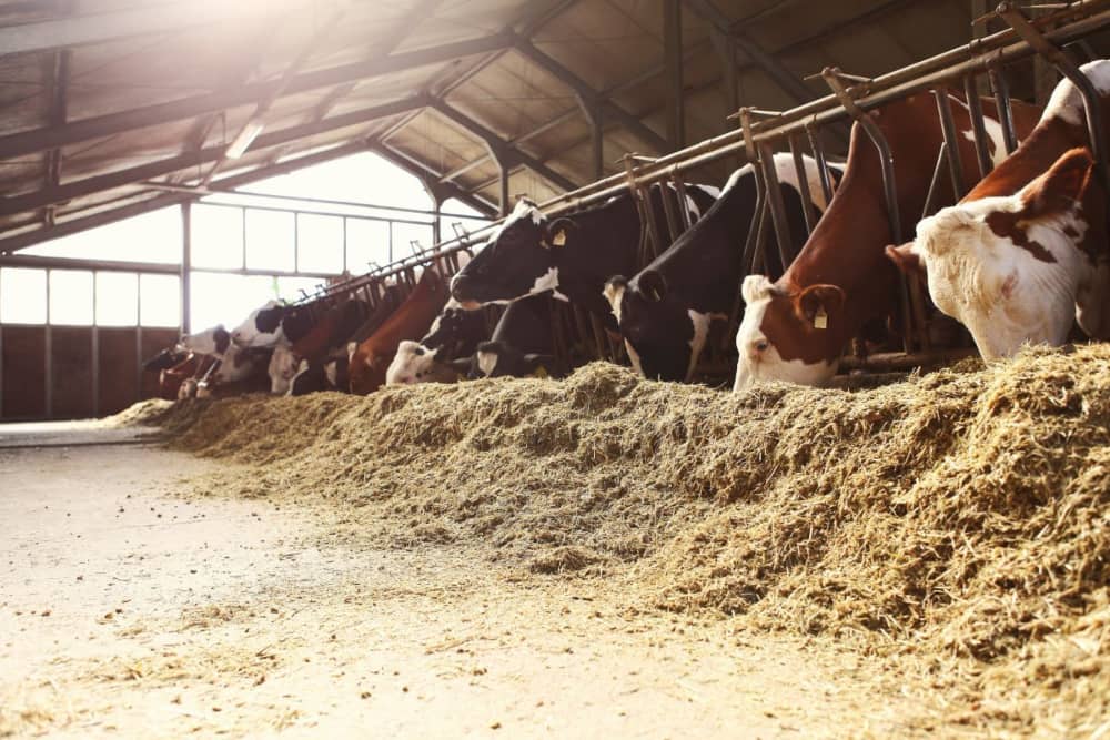 alimentación animal