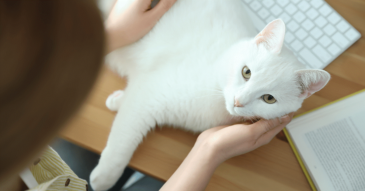 aspetto del gatto Russian White