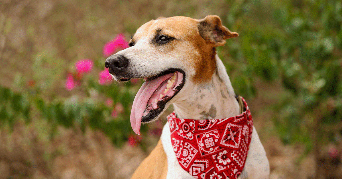 bandana fai da te per il cane