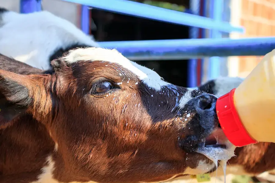calves colostrum