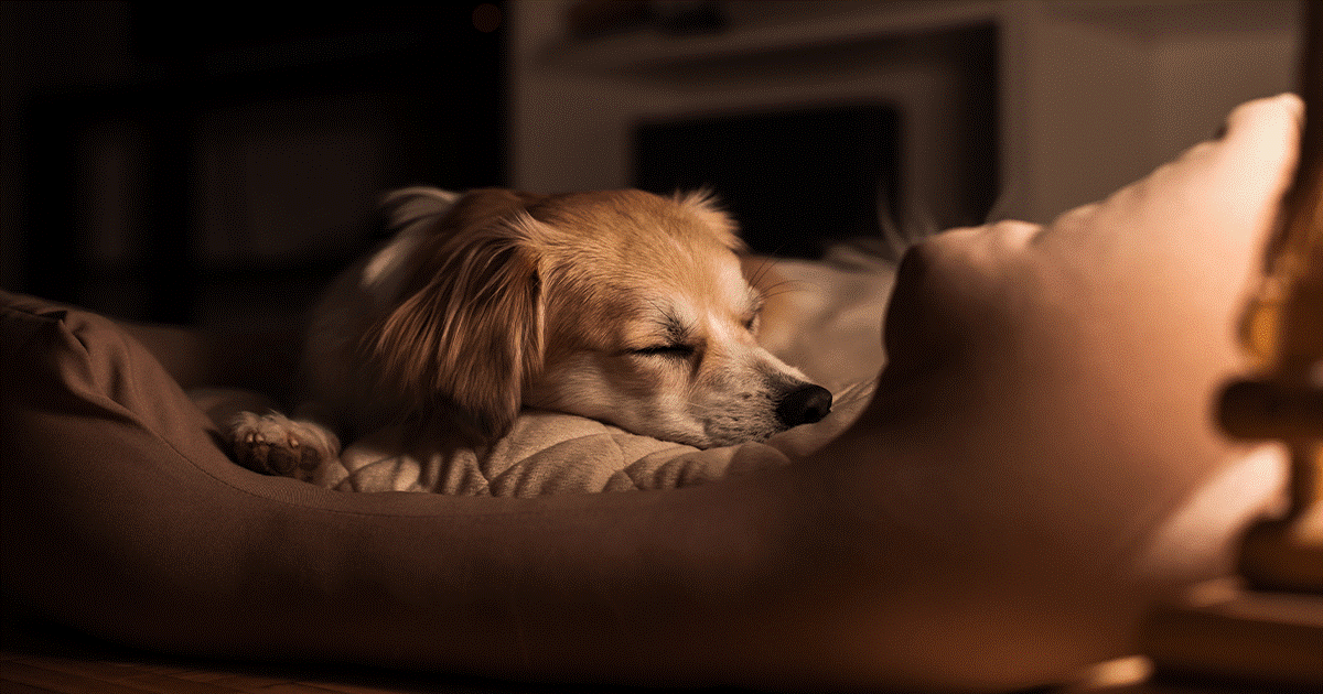 cane adulto ansioso di notte