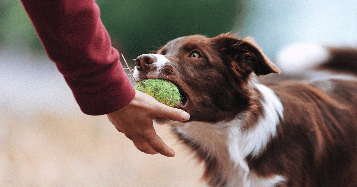 cane ansioso di notte, cosa fare