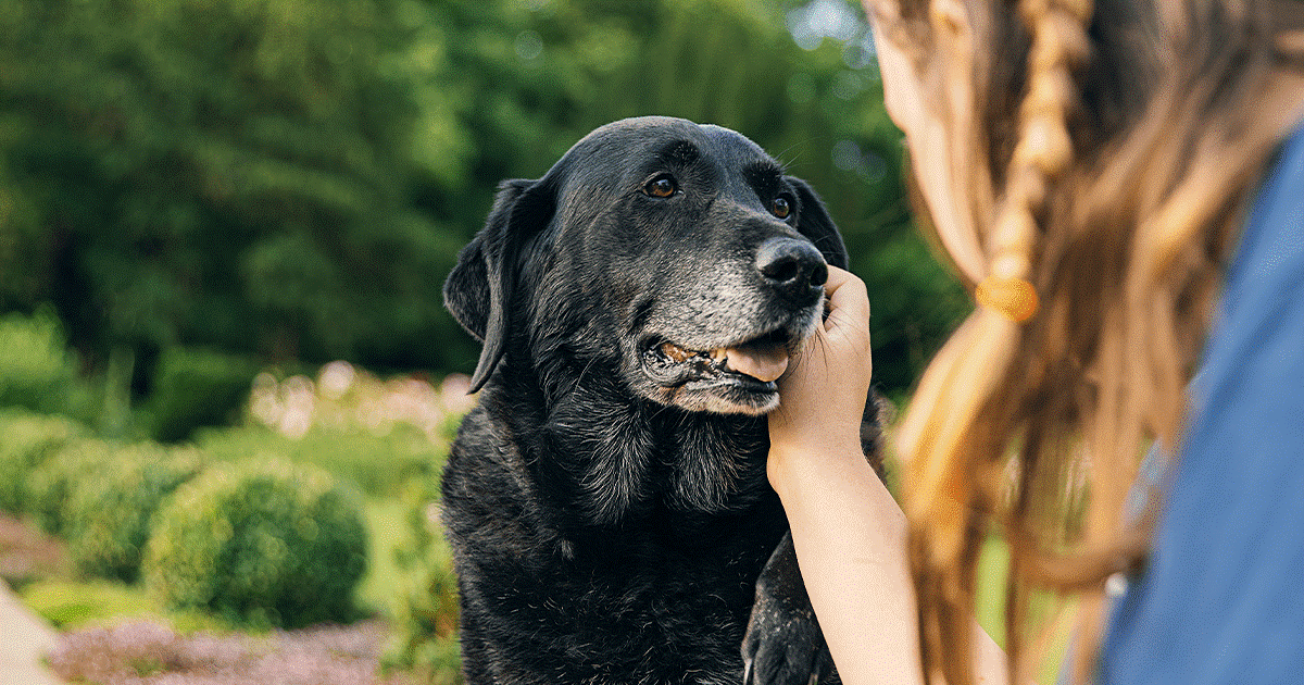 cane labrador anziano